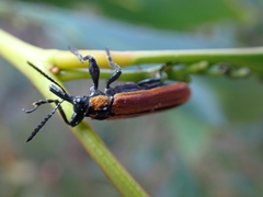 Rhinotia haemoptera