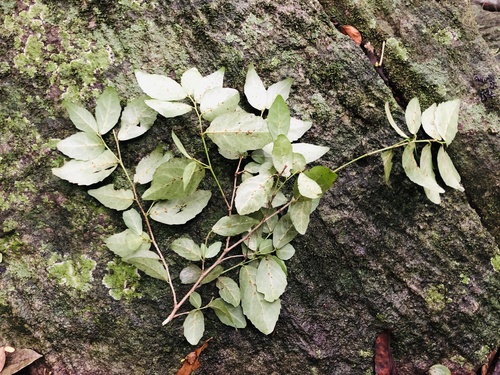Pondo Violetbush (Rinorea domatiosa)