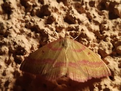 Rhodostrophia discopunctata