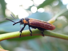 Rhinotia haemoptera