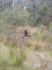 Socca pustulosa