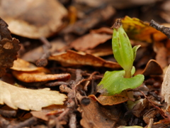 Corybas cheesemanii