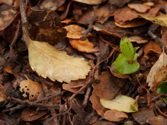 Corybas cheesemanii