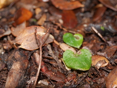 Corybas cheesemanii