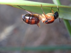 Camponotus nigriceps