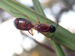 Camponotus nigriceps