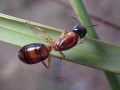Camponotus nigriceps
