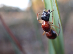 Camponotus nigriceps