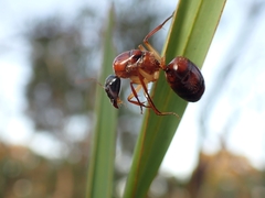 Camponotus nigriceps