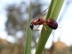 Camponotus nigriceps