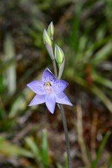 Thelymitra simulata