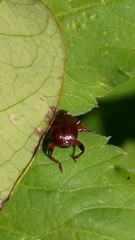 Paratrachelophorus nodicornis