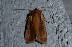 Ichneutica atristriga