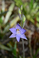 Thelymitra simulata