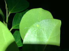 Gnathopalystes taiwanensis