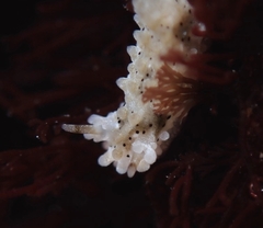 Aegires albopunctatus