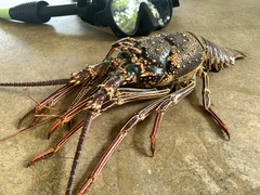 Panulirus penicillatus