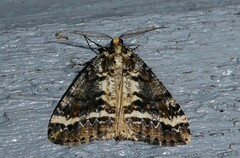 Pseudocoremia leucelaea