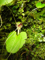 Corybas rivularis