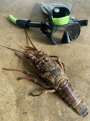 Panulirus penicillatus