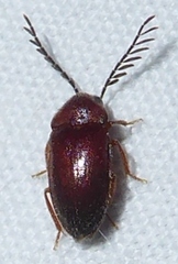 Ptilodactylidae