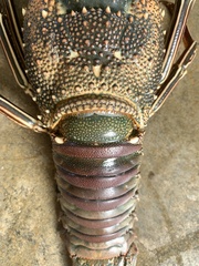 Panulirus penicillatus