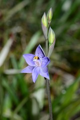Thelymitra simulata