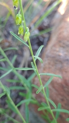Polygala uncinata