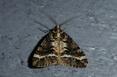 Pseudocoremia leucelaea