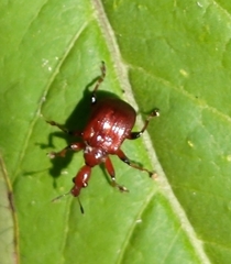 Paratrachelophorus nodicornis