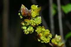 Lindera glauca