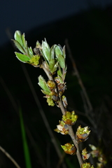 Lindera glauca