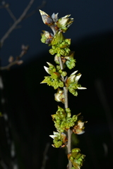 Lindera glauca