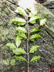 Olea capensis macrocarpa