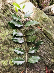 Olea capensis macrocarpa