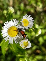 Stenurella bifasciata