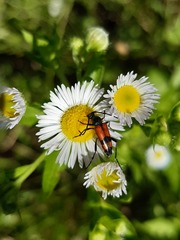 Stenurella bifasciata