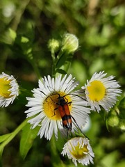 Stenurella bifasciata