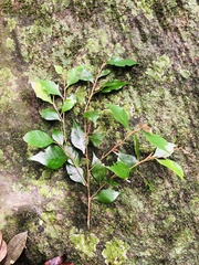 Trichocladus ellipticus