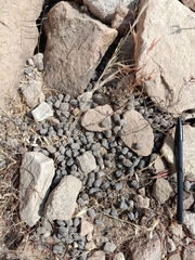 Boselaphus tragocamelus