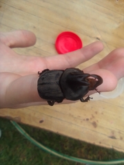 Diloboderus abderus