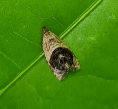 Acroceuthes metaxanthana