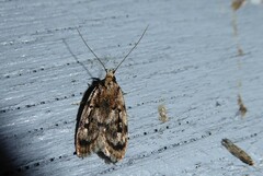Barea exarcha