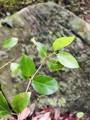 Canthium spinosum