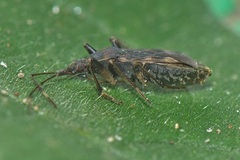 Rhyparochromini