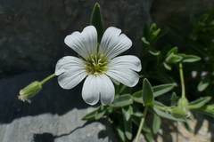 Cerastium latifolium