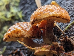 Neolentinus adhaerens