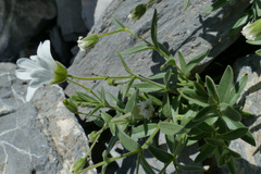 Cerastium latifolium