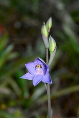 Thelymitra simulata