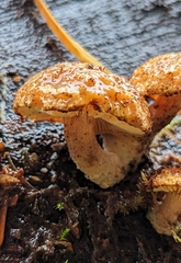 Neolentinus adhaerens